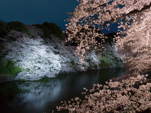 Surrounding environment. Chidorigafuchi (about than local 1190m)
