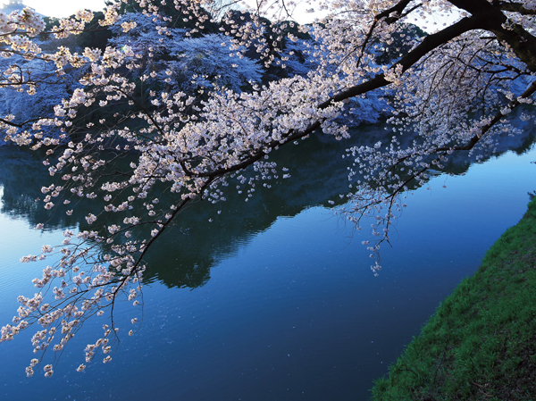 Chidorigafuchi (about 650m)