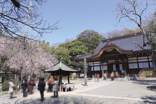 Crowded always those who visit the buckwheat Jindaiji of natural and specialty surrounding the temple to mercenary Jindaiji. In March it will be held Dharma city, which is known as one of Japan's three major Dharma City (bicycle about 12 minutes / About 2220m)