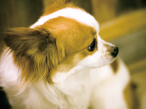 Other.  [Pets live Allowed] This apartment to be able to live as a member of the family pet.  ※ Pet type and size, There are a number such as the management contract of the constraints. (Publication photograph of is an example of a pet frog)