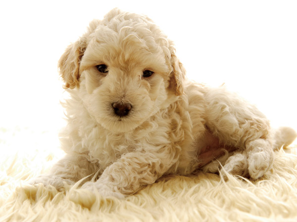 Other.  [Pet breeding Allowed] Pets also say a member of the family. You can enjoy a comfortable life in front of the station along with the dog.  ※ The size of the pet ・ type ・ Suto to there are restrictions.  ※ Published photograph of is an example of a pet frog.