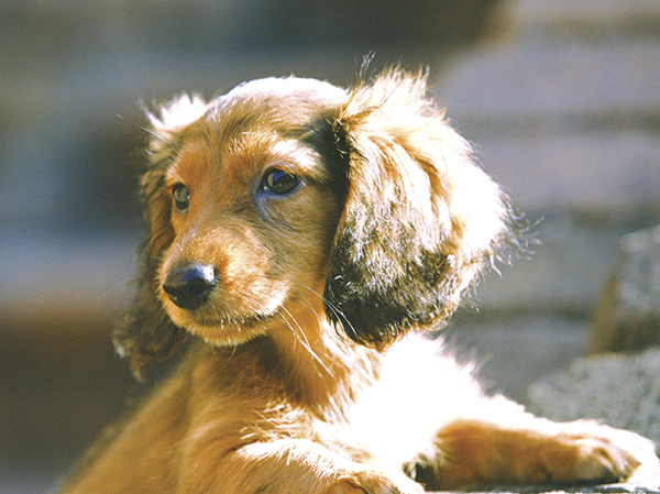 Other.  [Pets live fun every day] Precious pets, You can live as a member of the family.  ※ Possible breeding until two dogs medium dogs. For more information, please contact the person in charge.  ※ The photograph is an example of a pet frog.