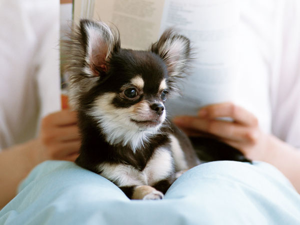 Other.  [Pet breeding Allowed] We prepared the environment to be able to live together with a member of the important family pet. (An example of pet photos that can be breeding) ※ Breeding can pet types ・ For size, etc. There is a limit.