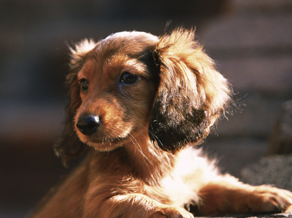Shared facilities.  [Pet symbiosis Mansion] And pet heal the mind as a member of the family, We could live together. The site, It offers a foot washing area for pets.  ※ Pet type and size, There is a limit, such as the number. For more information, Please ask the attendant. (The photograph is an example of a pet that can be breeding)