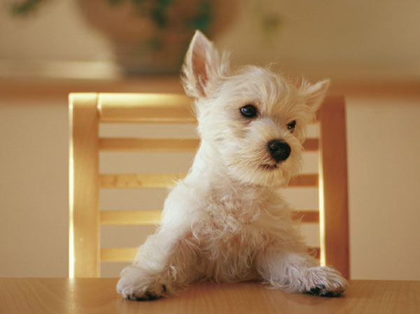 Other.  [Pet breeding Allowed] You can live with a pet as a member of an important family.  ※ There is a limit to the pet type and size of frog in the apartment. For more information, please contact the person in charge.  ※ The photograph is an example of a pet frog.