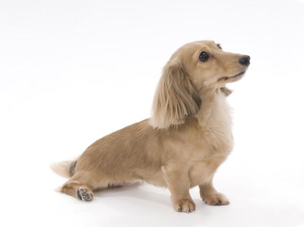 Other.  [Pet breeding Allowed] In accordance with the management contract, It is possible that within the dwelling unit live with pet.  ※ The photograph is an example of a pet frog.