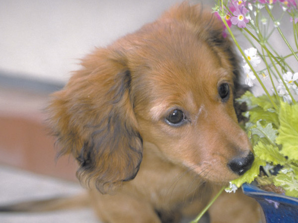Common utility.  [Living with pets] In accordance with the management contract, It is possible the lives of the loving pet.  ※ The photograph is an example of a pet frog.