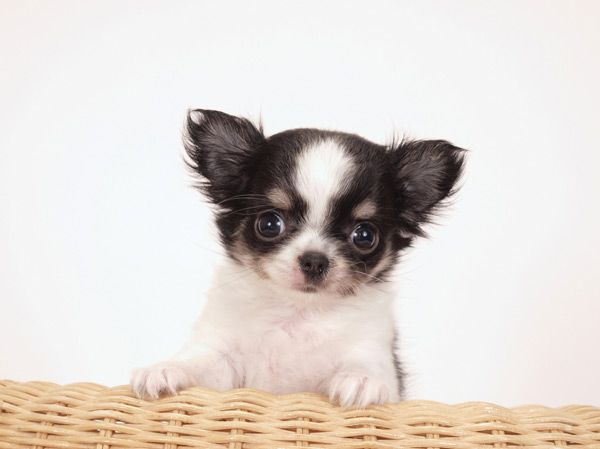 Other.  [Pets live Allowed] Busy city life of partners. This apartment can live together with the precious pet.  ※ Based on the management contract. The photograph is an example of a pet frog.