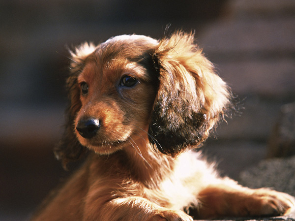 Shared facilities.  [Pet symbiosis Mansion] And pet heal the mind as a member of the family, We could live together. The site, It offers a foot washing area for pets.  ※ Pet type and size, There is a limit, such as the number. For more information, Please ask the attendant. (The photograph is an example of a pet that can be breeding)