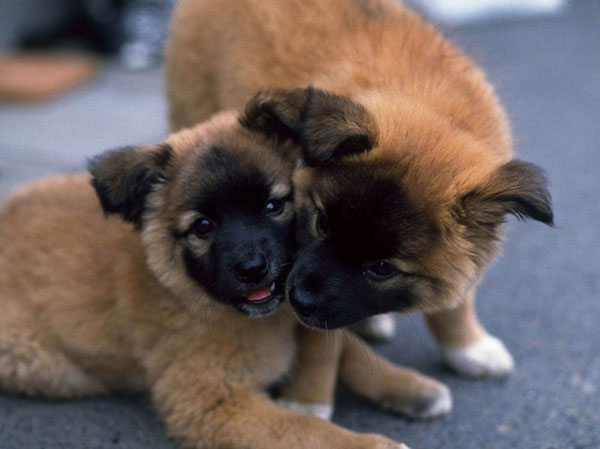 Common utility.  [Pet manners Corner] Convenient after you walk your dog, We have prepared a space with a sanitary facility.  ※ Pet type and size, There are a number such as the management contract of the constraints. (The photograph is an example of a pet that can be breeding)