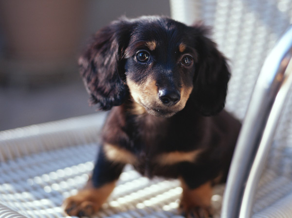 Other.  [Pets live possible] As a member of the family, The role of the pet to bring peace has been attention to the people. In accordance with the management contract, Living with pets has become possible within the dwelling unit. (The photograph is an example of a pet that can live at home)