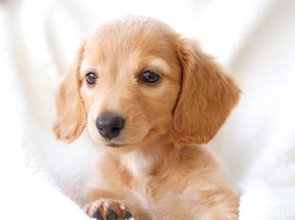 Other.  [Pets live possible ・ Pets foot washing place installation] In accordance with the management contract, It has to allow live with pet. Also, Also we have established a convenient pet foot washing place on the premises.  ※ Pet type and size, There are a number such as the management contract of the constraints. (Publication photograph of is an example of a pet frog)