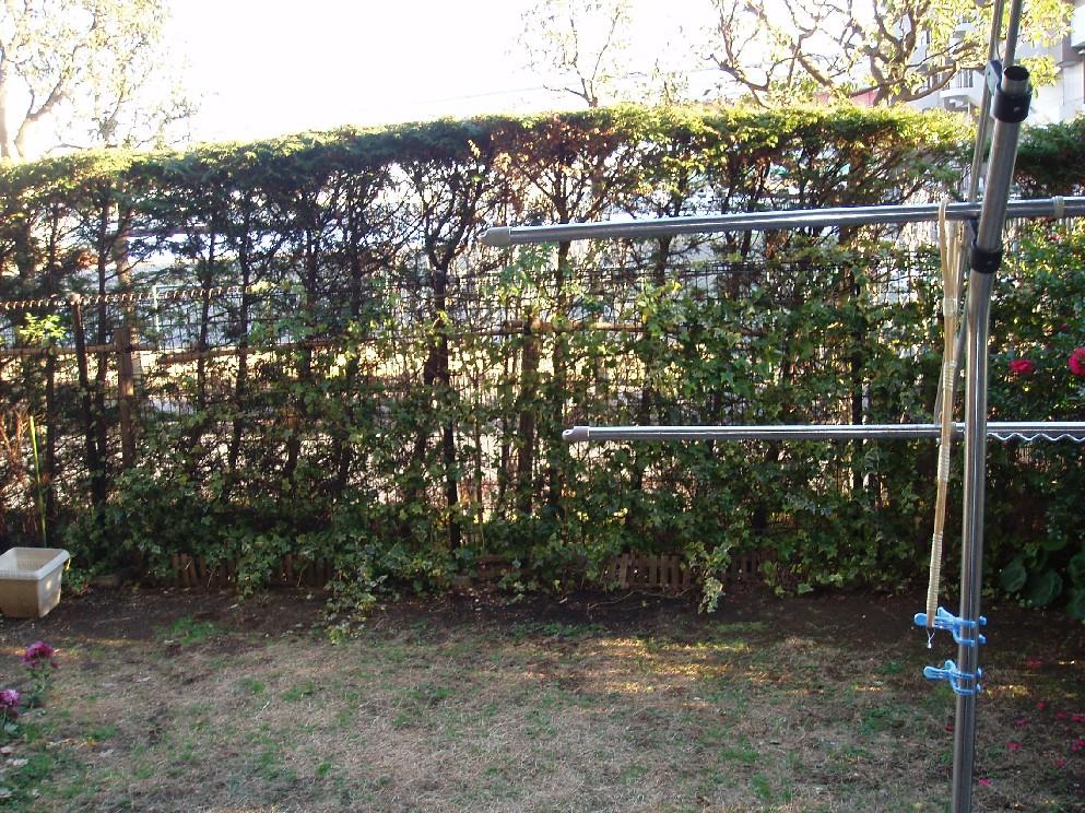 Garden. Local (January 2013) Shooting