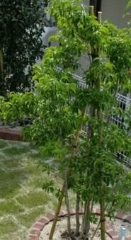 Garden. As a refreshing garden one House Ichitei, Patio, which functions as a green space to produce a whole of moisture rich landscape city block (courtyard)