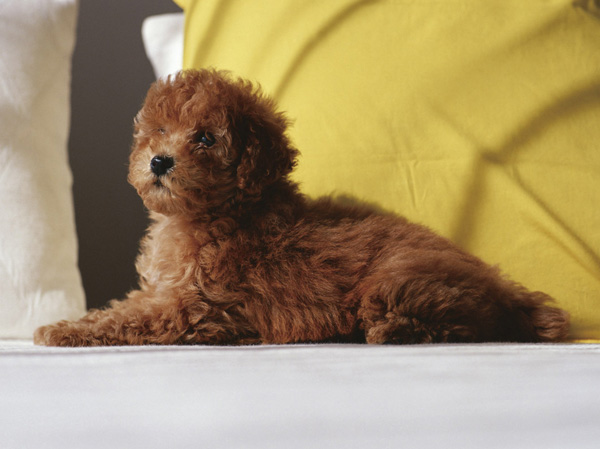 Common utility.  [Pet symbiosis Mansion] And pet heal the mind as a member of the family, We could live together.  ※ Pet type and size, There is a limit, such as the number. For more information, Please ask the attendant. (The photograph is an example of a pet that can be breeding)