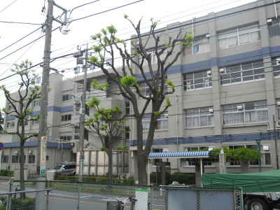 Other. Koiwa second junior high school