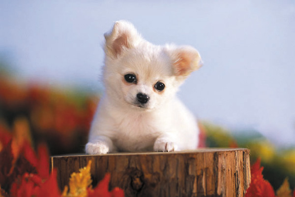 Common utility.  [Pets also could live together] Set up a pet-only foot washing area. Also, The elevator is equipped with a "pet indicator light" function to indicate that the pet is riding.  ※ Pet type, The size There is a limit. (The photograph is an example of a pet frog)