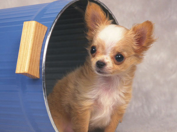 Common utility.  [Pets welcome breeding] You can live with cute pet.  ※ There is a limit, such as the pet's size. (Publication photograph of is an example of a pet frog)