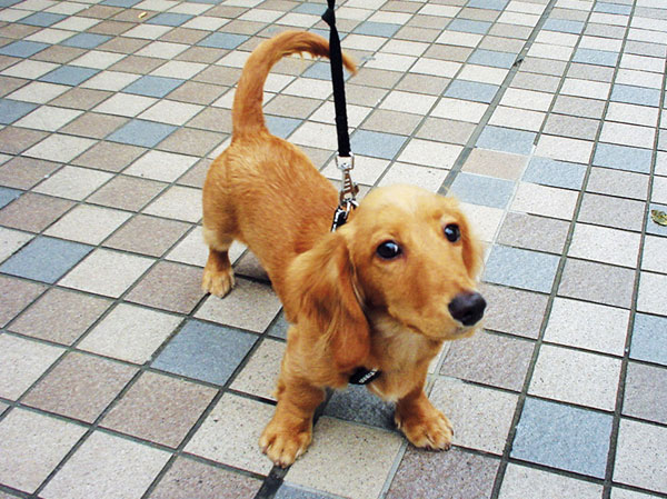 Other.  [Pets live possible] Guests can enjoy living with pets. Also provided pet foot washing place.  ※ There is a condition to the pet type and size, etc.. For more information, please contact. The photograph is an example of a pet frog.