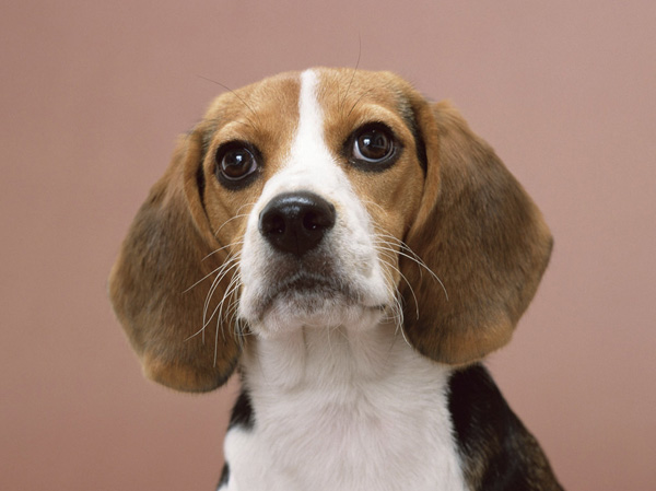 Shared facilities.  [Pet symbiosis Mansion] And pet heal the mind as a member of the family, We could live together.  ※ Pet type and size, There is a limit, such as the number. For more information, Please ask the attendant. (The photograph is an example of a pet that can be breeding)