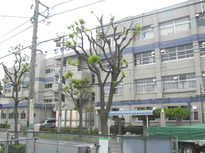 Junior high school. 405m to Koiwa second junior high school (junior high school)