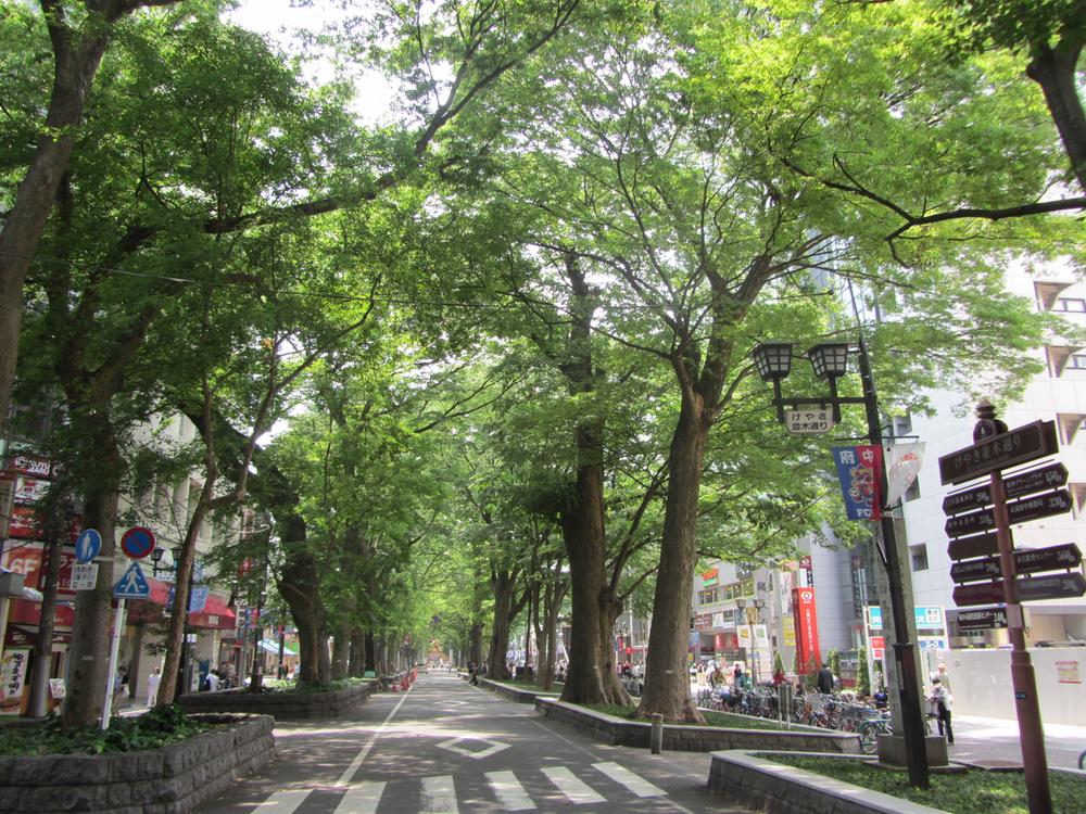 Streets around. 450m until Zelkova tree-lined street