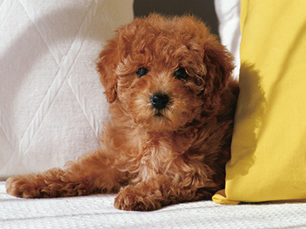 Other.  [Pet foot washing place] Live comfortable with dogs and cats is a member of the family, Pet breeding is possible. Also provided pet foot washing facilities.  ※ The breeding of pet there is a management regulations.  ※ The photograph is an example of a pet frog.