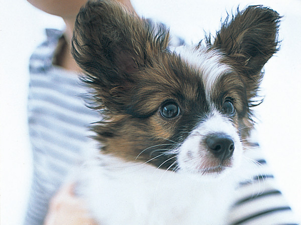 Common utility.  [Pet breeding OK] Set up a pet-only foot washing area for living and comfortable valued partner on the first floor. The elevator has adopted a "pet indicator light" indicating that the pet is riding.  ※ Pet type, The size There is a limit. (The photograph is an example of a pet frog)