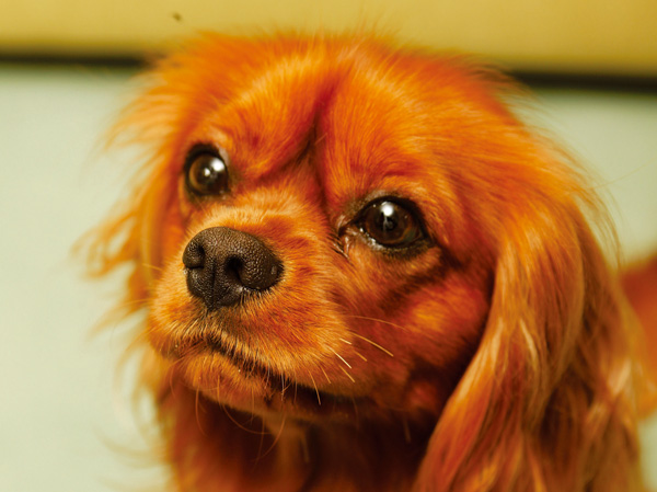 Other.  [Pet breeding Allowed] This apartment can live with a member of the important family pet.  ※ Breeding can pet type ・ Is there is a limit to the size or the like. Also will be asked to comply with the prescribed breeding bylaws when breeding. For more information, please contact the person in charge. (The photograph is an example of a pet frog)