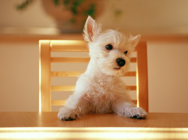 Common utility.  [Pets also could live together] Set up a pet-only foot washing area. Also, The elevator is equipped with a "pet indicator light" function to indicate that the pet is riding.  ※ Pet type, The size There is a limit. (The photograph is an example of a pet frog)
