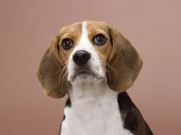 Other.  [Pet symbiosis Mansion] And pet heal the mind as a member of the family, We could live together.  ※ Pet type and size, There is a limit, such as the number. For more information, Please ask the attendant. (The photograph is an example of a pet that can be breeding)