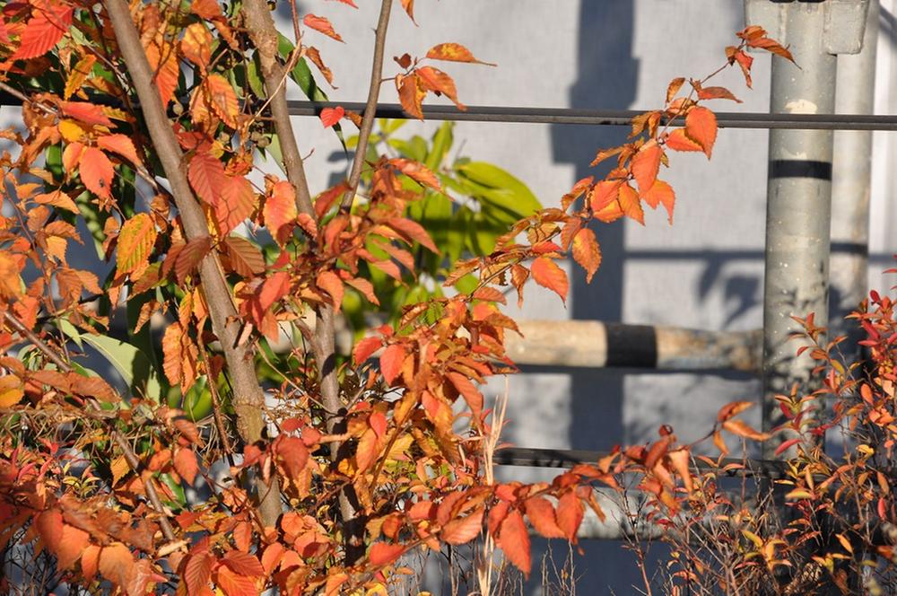 Garden. Local (11 May 2013) Shooting