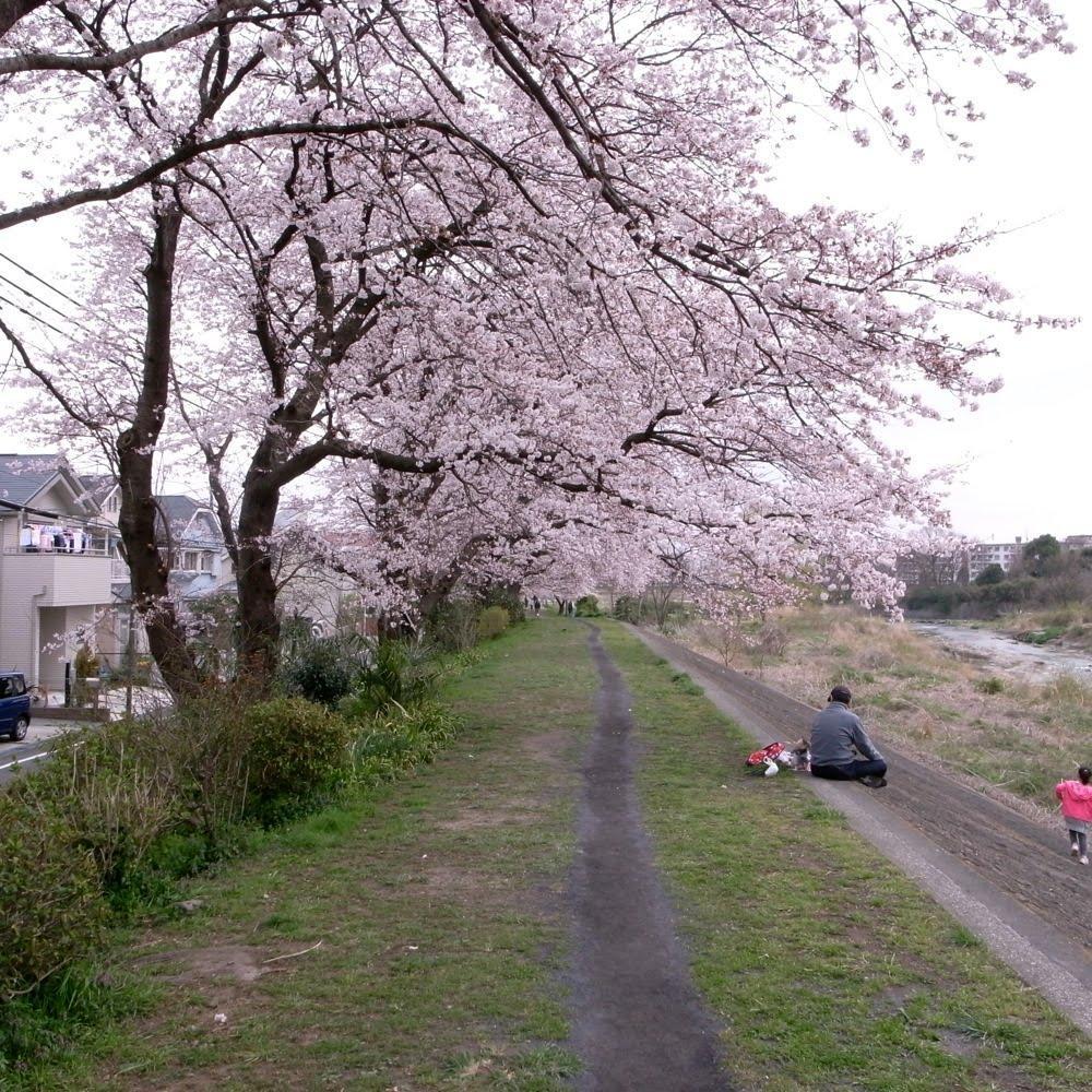 Streets around. In the spring when the cherry trees are beautiful Kiyokawa estate around ・ ・ ・