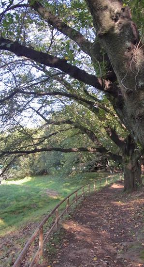  [Hakusan park adjacent. Elegant location of the same town charm] New house is the location of suitable Parkside to Home! !  Hakusan park feel the transitory of the four seasons, It will be a walking path of everyday walk in the family (adjacent of Hakusan Park)