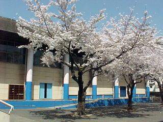 Primary school. Yasaka 600m up to elementary school