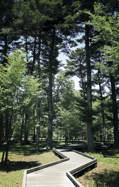 Tamadaira Forest (a 9-minute walk ・ About 690m). 1922 fir forest is a remnant of afforestation has been forest in (1922) as the patronage of forests maintained in civic participation ・ It is managed