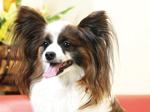 Other.  [You pets could live] Is a mansion to live together to be a part of the family pet.  ※ About frog pet type and the number there is a limit to. For more information, please contact the person in charge.  ※ Published photograph of is an example of a pet frog.