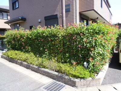 Entrance. Clean planting