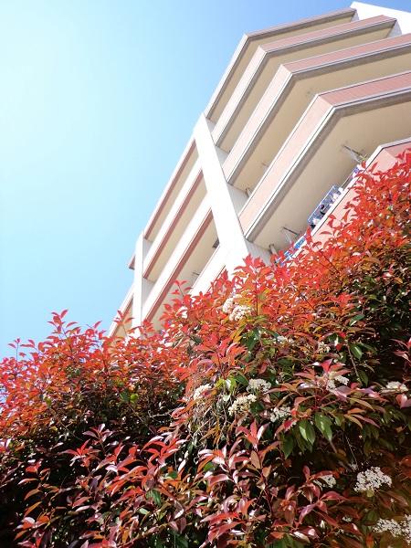 Local appearance photo. Appearance light matches of planting and the sun on site