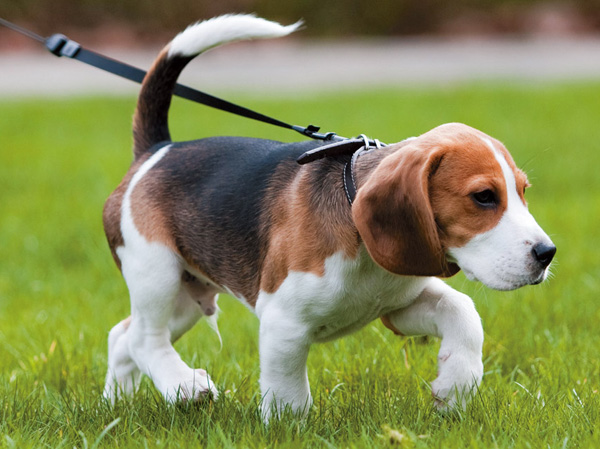 Common utility.  [Pet symbiosis Mansion] And pet heal the mind as a member of the family, We could live together. Also, Also installed pet foot washing place on the premises.  ※ Pet type and size, There is a limit, such as the number. For more information, Please ask the attendant. (The photograph is an example of a pet that can be breeding)