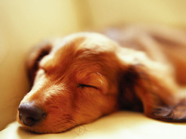 Common utility.  [Pet Friendly] <Moda ・ Viento Nakaitabashi Purashia> is, It is a mansion to live together pets and is a member of the family.  ※ Pet type, Suto to there are restrictions. For more information, please contact us. (The photograph is an example of a pet frog)