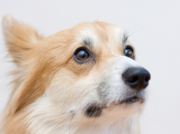 Other.  [Pets live Allowed] This apartment to be able to live as a member of the family pet. Also we have established a convenient pet foot washing place.  ※ Pet type and size, There are a number such as the management contract of the constraints. (Publication photograph of is an example of a pet frog)