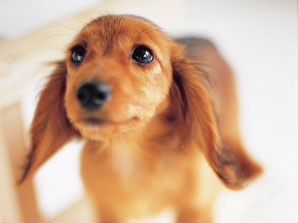 Other.  [Pet foot washing place] On-site convenient after your walk of pet, Pet foot washing place has provided. (The photograph is an example of a pet that can live at home)