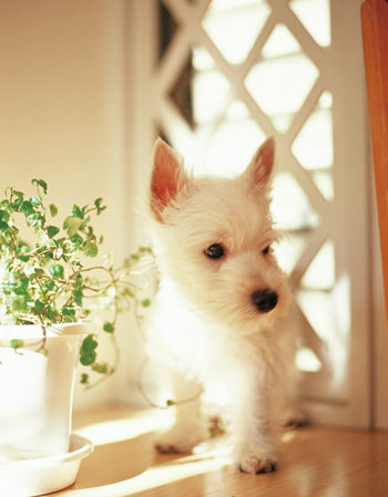 Other.  [Pets live possible] As a member of the family, The role of the pet to bring peace has been attention to the people. In accordance with the management contract, Living with pets has become possible within the dwelling unit. (The photograph is an example of a pet that can live at home)