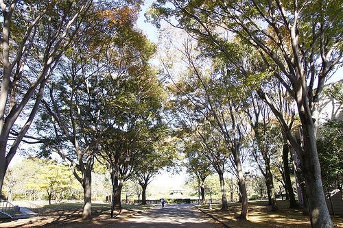 park. Johoku 600m to Central Park