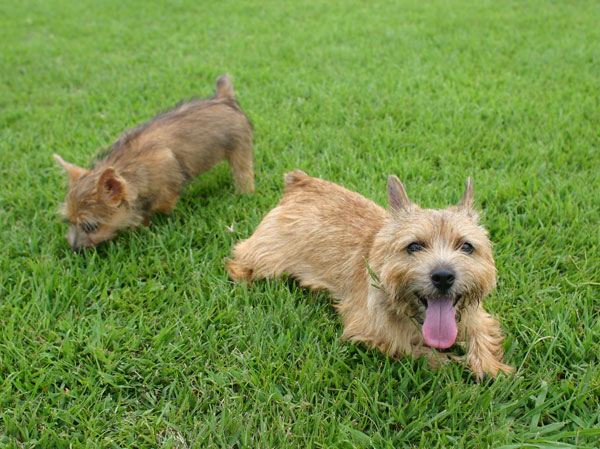 Pet.  [Pets welcome rearing (up to two animals)] You can live with a pet.  ※ There is a limit to the kind. The photograph is an example of a pet frog.