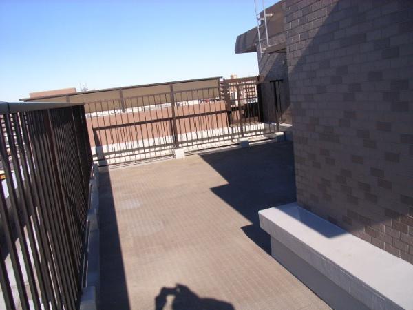 Katsushika-ku, Tokyo swan 2