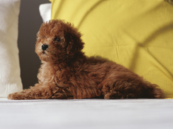 Shared facilities.  [Pet symbiosis Mansion] And pet heal the mind as a member of the family, We could live together.  ※ Pet type and size, There is a limit, such as the number. For more information, Please ask the attendant. (The photograph is an example of a pet that can be breeding)