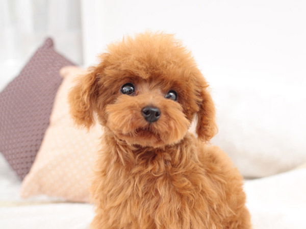 Common utility.  [Pet breeding Allowed] It is a member of an important family, I could live with a pet.  ※ Type for pet breeding ・ There is a limit to the size or the like.  ※ Published photograph of is an example of a pet frog.