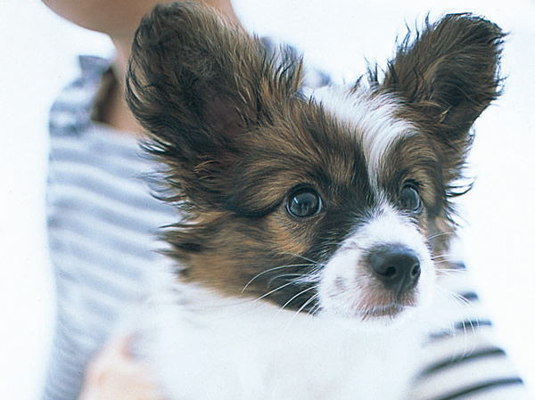 Common utility.  [Pet breeding OK] Installation valued partner and to live comfortably pet dedicated foot washing area (the grooming room) on the first floor. The elevator has adopted a "pet indicator light" indicating that the pet is riding.  ※ Pet type, The size There is a limit. (The photograph is an example of a pet frog)